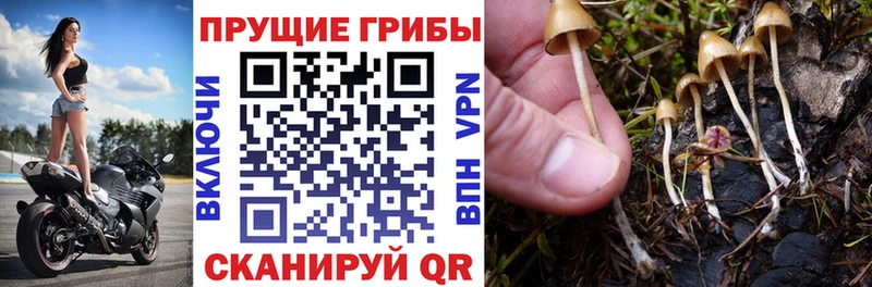 Галлюциногенные грибы прущие грибы  Купить где  Крым 
